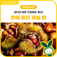 달디단 밤은 건강에도 좋다! 위에 좋은 제철 밤🌰