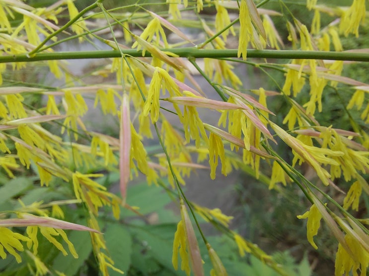 줄풀(고장초), 줄풀 효능, 줄풀 꽃말 