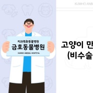 [광주 치과 동물병원, 금호동 동물병원, 고양이 전발치, 고양이 발치, 고양이 구내염, 고양이치과, 강아지치과] 4살 고양이의 만성 구내염으로 인한 비수술적 전발치 case