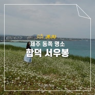 제주 동쪽 가볼만한곳 함덕 서우봉 메밀밭 최고의 풍광