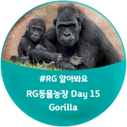 [모여라! RG 동물농장] Day 15. Gorilla(고릴라) : A Gorilla's Day / 'Gorilla'가 들어간 영어표현