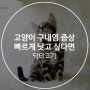 고양이 구내염 증상, 빠르게 낫고 싶다면!