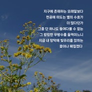 [식물과 친구하기] 산자락에 쌓아올린 황금빛 성채_ 산국