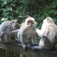 발리 우붓 몽키 포레스트 Monkey Forest Ubud 2