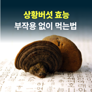 상황버섯 효능 특징 및 먹는 방법 부작용 가격 완전분석!