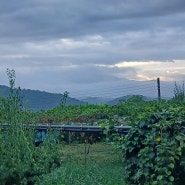 "고산농원"이제서야 한숨 돌립니다.