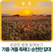 [공정한 동행 함께보기]계절을 걷는 여행, 가을·겨울 축제② 순천만습지 갈대 축제