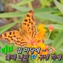 제주 집 마당에 ~ 🏡 꽃과 나비 🦋 구경 하세요