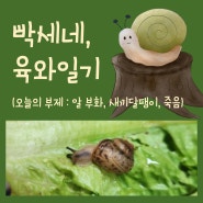 명주달팽이 알 부화 / 새끼달팽이 / 달팽이 죽음