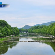 담양여행 데이트코스 추천 : 관방제림 주차, 입장료, 자전거