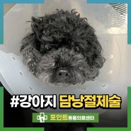 강아지 담석 담낭제거술 수술 후 담낭 절제 후 괜찮을까?