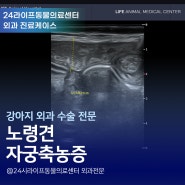 대구 응급 24시 동물병원 : 노견 강아지 자궁축농증 수술 강아지 힘이 없어요