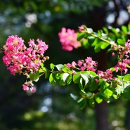 오전 산책길 풍경