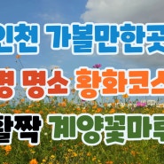 인천 가볼만한곳 꽃구경 명소 계양꽃마루 황화코스모스 활짝