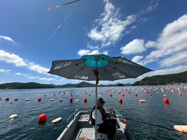 거제도 대어 선외기 낚시 더운날 감성돔 잡기 : 네이버 블로그