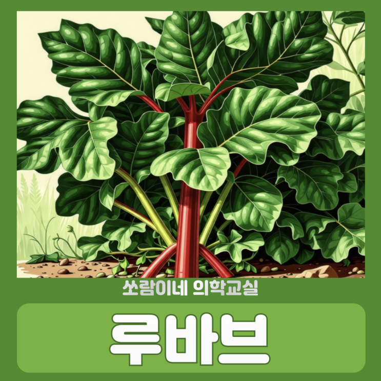 독일 루바브 효능 부작용 먹는법 : 네이버 블로그