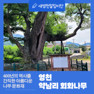 400년의 역사를 간직한 아름다운 나무 문화재 “약남리 회화나무”