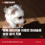 혈뇨를 동반한 방광 결석으로 내원한 강아지의 홀뮴 레이저를 이용한 파쇄술, 노원강북동물병원, N동물의료센터 노원점