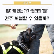 입마개 없는 개가 달려들며 위협… 견주 처벌할 수 있을까? 🐶 / 개물림사고, 입마개견종, 맹견기질평가, 맹견사육허가제