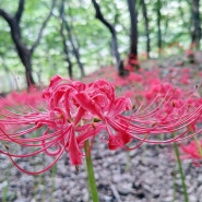 가을의 전령사 '꽃무릇' 붉은빛 카펫처럼 펼쳐져... 함평 "모악산(母岳山) 용천사(龍泉寺)"