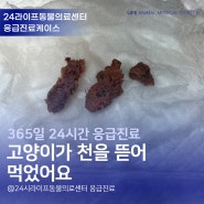 대구 24시 동물병원 응급 처치 고양이가 천을 뜯어 먹었어요 고양이 응급내시경