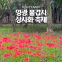 전국 가을꽃축제 명소 영광군 불갑사 상사화축제 꽃무릇 개화상태 현황 주차정보