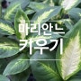 마리안느 키우기 여러해살이풀