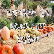 프랑크푸르트 근교 놀이터가 있는 호박농장 BAUER LIPP 호박축제