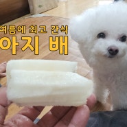 강아지 배 먹어도 되는 좋은 과일