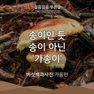 [걸음걸음 푸른숲] 버섯백과사전(가을편) - 송이인 듯 송이 아닌 '가송이'