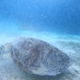 09.19 렛츠고보홀 호핑투어 "Swim with these lovely turtes and fishes at Balicasag Island"