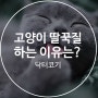 고양이 딸꾹질하는 이유는? 이렇게 하면 멈춰요