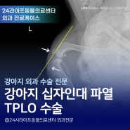 대구 강아지 십자인대 파열 수술 : 웰시코기 TPLO 수술 후 회복기