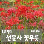 [고창] 선운사 꽃무릇 상태.. 240918