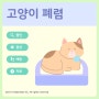 고양이 기침 콧물의 증상이 있으신가요? 고양이 폐렴의 원인/증상 [평택 고덕 동물병원 중앙동 동물병원]