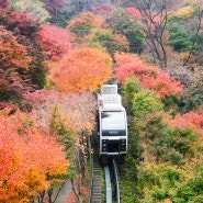 경기도 광주 곤지암 화담숲 모노레일 예약 정보