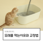 우리집 고양이가 모래를 먹는 이유와 교정 방법