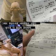 강아지 보험 펫보험 고민중이라면 ?! 스마트커버인슈어런스에서 무료 펫보험 비교견적 서비스 받자