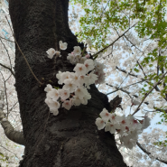 자연어 처리 신기해요