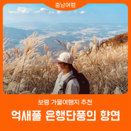 9월 가을여행지 추천 | 보령 가볼만한 곳 | 청라은행마을 | 오서산 억새풀축제 | 낭만넘치는 가을캠핑