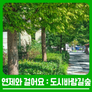 연제와 걸어요 : 도시바람길숲 산책