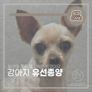 15살 노령견 강아지 유선 5번 유선종양 부분적출 수술과 예방법