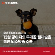 13살 강아지의 두개골 절제술을 통한 뇌수막종 수술, 노원강북동물병원, N동물의료센터 노원점