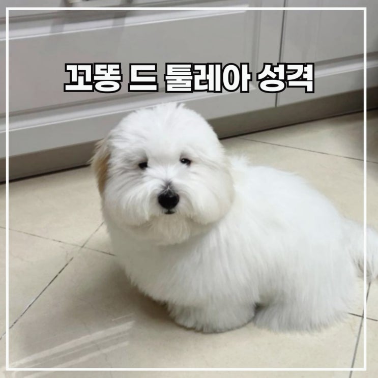 꼬똥 드 툴레아 성격 분양 전 알아두기 : 네이버 블로그