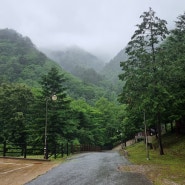 경북 울진군 금강송면에 위치한 국립 통고산자연휴양림(여름)