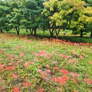 영광 불갑사 상사화축제 다녀왔어요~ 9월 21일 개화상황