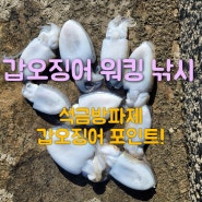 전북 위도 석금방파제 갑오징어 쉽게 잡는 방법 갑오징어 워킹 포인트 공개