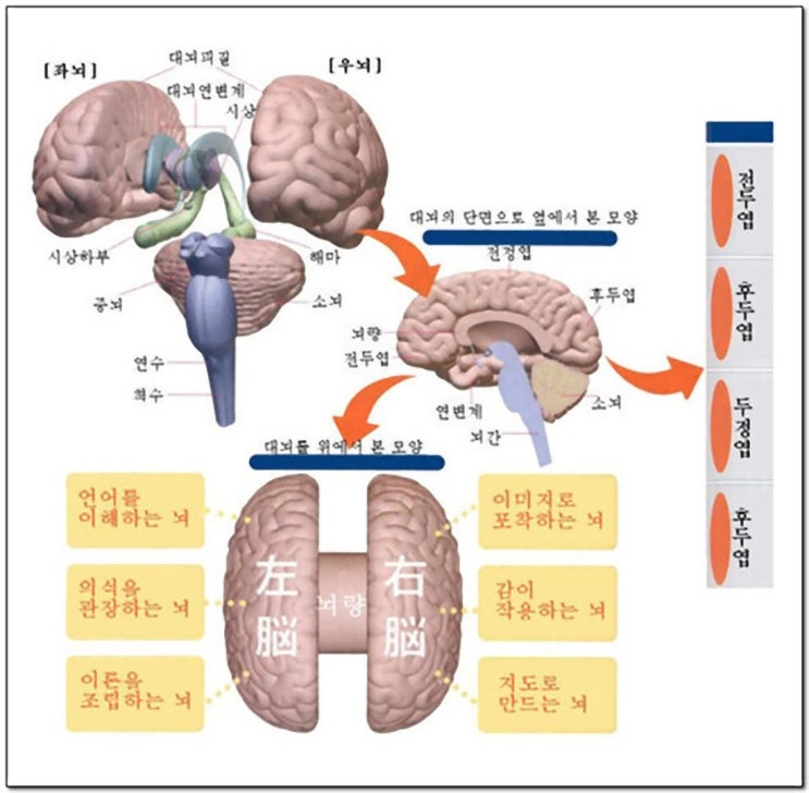 뇌 구조와 좌뇌, 우뇌의 기능_2009.12.02(수) : 네이버 블로그