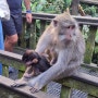 발리 여행 2일차 : 우붓 몽키포레스트 / 우붓 시내 맛집 / 우붓 현지식, 지중해 맛집 / Warung tradisi ubud / Kebun Bistro