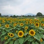 경주 첨성대 해바라기밭 ㅡ 가을 핫플 여행지 추천 ㅎㅎㅎ